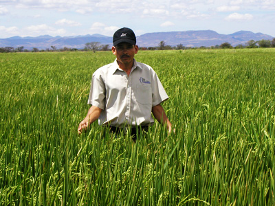 Cultivation: Rice